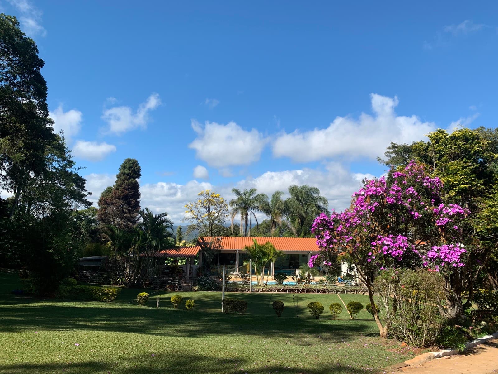 Buganvília florida no caminho entre as casas
